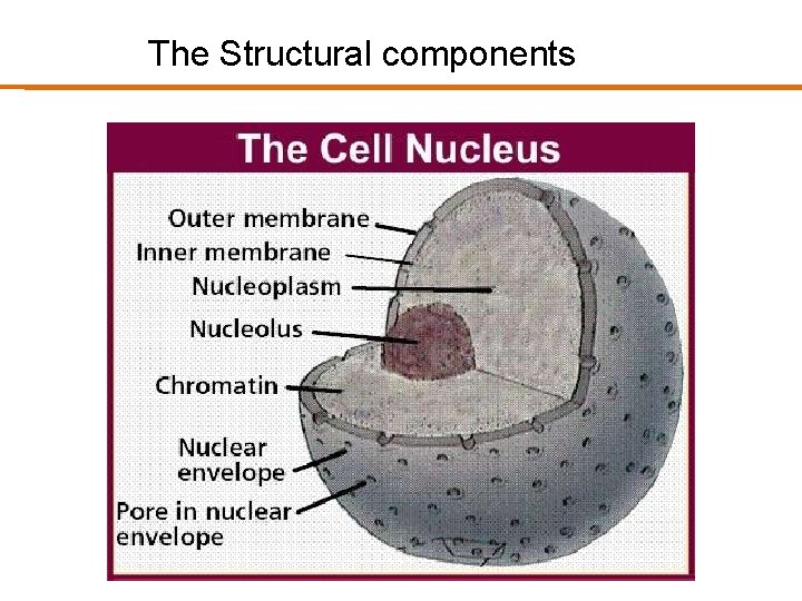 The Structural components 