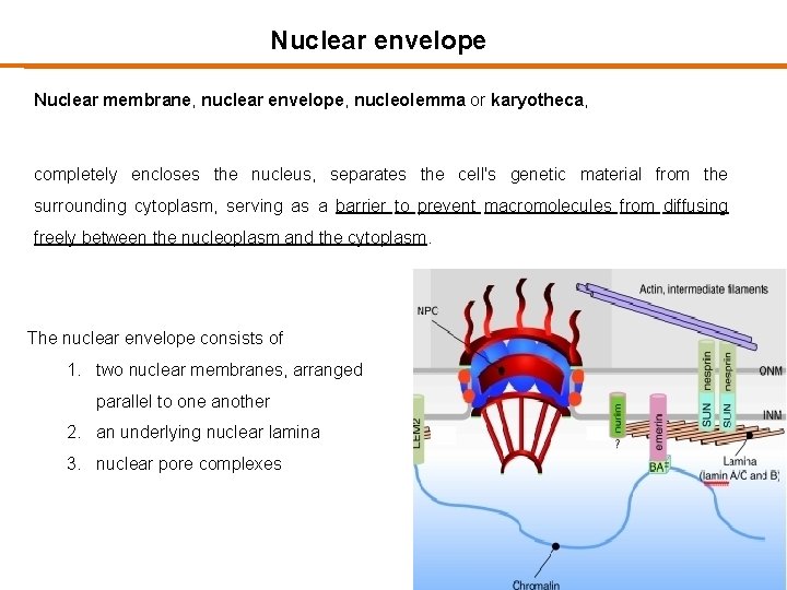 Nuclear envelope Nuclear membrane, nuclear envelope, nucleolemma or karyotheca, completely encloses the nucleus, separates