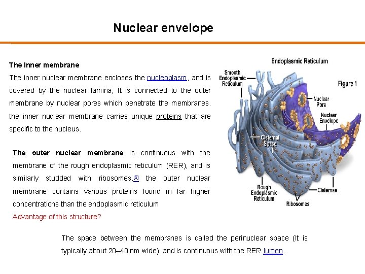 Nuclear envelope The Inner membrane The inner nuclear membrane encloses the nucleoplasm, and is