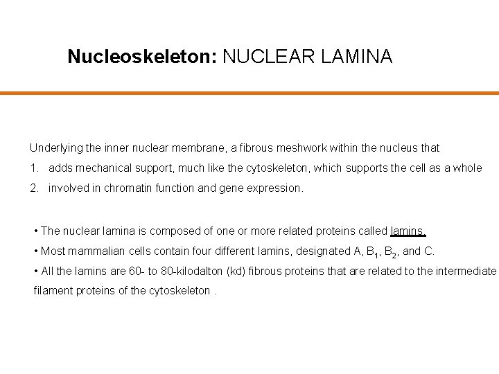 Nucleoskeleton: NUCLEAR LAMINA Underlying the inner nuclear membrane, a fibrous meshwork within the nucleus