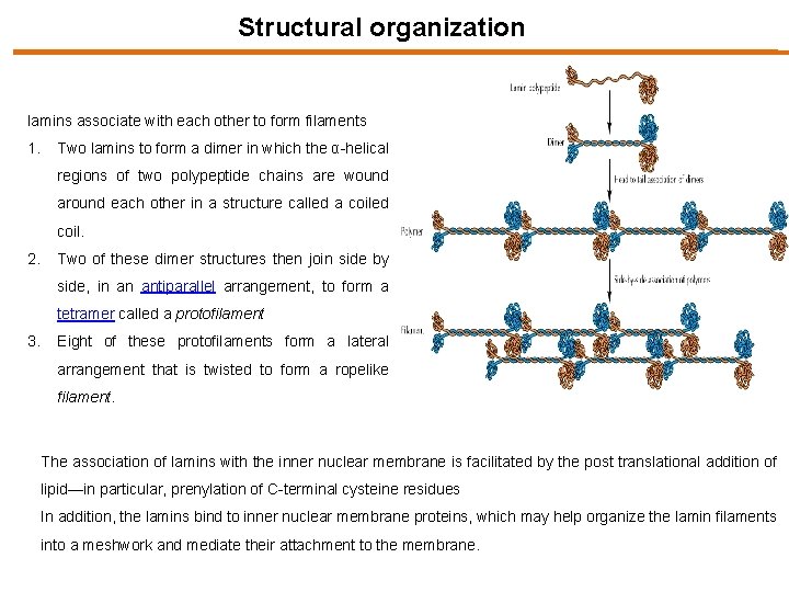 Structural organization lamins associate with each other to form filaments 1. Two lamins to