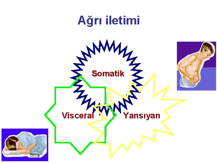 Ağrı iletimi Somatik Visceral Yansıyan 