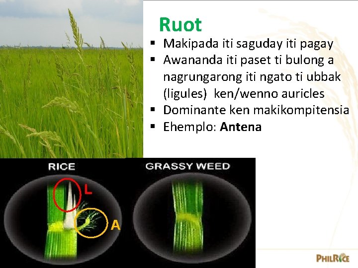 Ruot § Makipada iti saguday iti pagay § Awananda iti paset ti bulong a Ruot § Makipada iti saguday iti pagay § Awananda iti paset ti bulong a