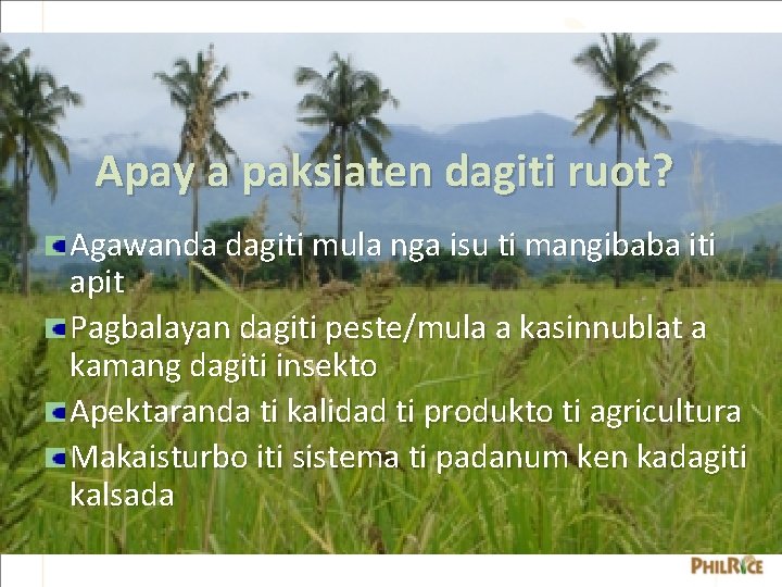 Apay a paksiaten dagiti ruot? Agawanda dagiti mula nga isu ti mangibaba iti apit Apay a paksiaten dagiti ruot? Agawanda dagiti mula nga isu ti mangibaba iti apit