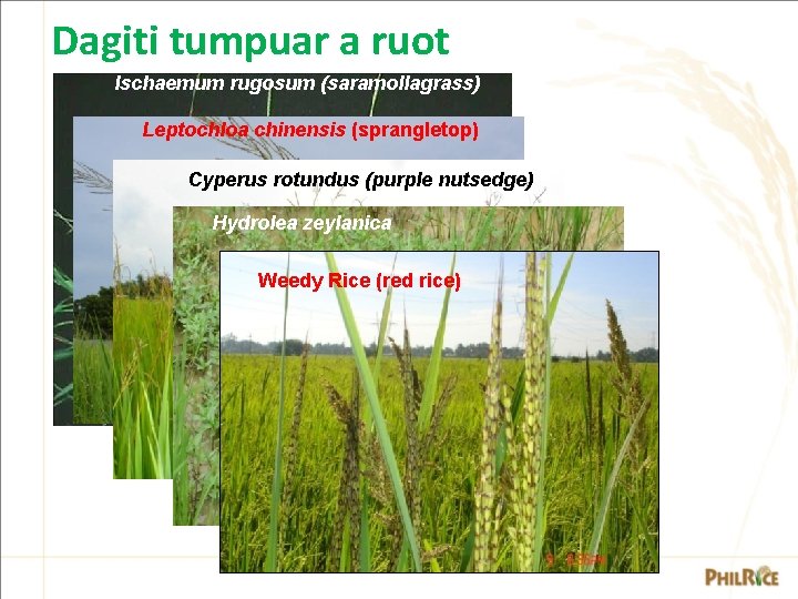 Dagiti tumpuar a ruot Ischaemum rugosum (saramollagrass) Leptochloa chinensis (sprangletop) Cyperus rotundus (purple nutsedge) Dagiti tumpuar a ruot Ischaemum rugosum (saramollagrass) Leptochloa chinensis (sprangletop) Cyperus rotundus (purple nutsedge)