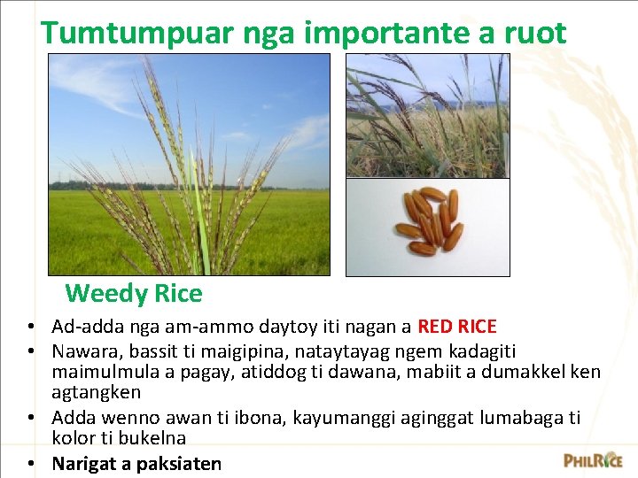 Tumtumpuar nga importante a ruot Weedy Rice • Ad-adda nga am-ammo daytoy iti nagan Tumtumpuar nga importante a ruot Weedy Rice • Ad-adda nga am-ammo daytoy iti nagan