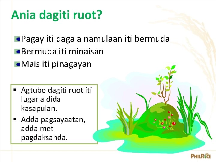 Ania dagiti ruot? Pagay iti daga a namulaan iti bermuda Bermuda iti minaisan Mais Ania dagiti ruot? Pagay iti daga a namulaan iti bermuda Bermuda iti minaisan Mais