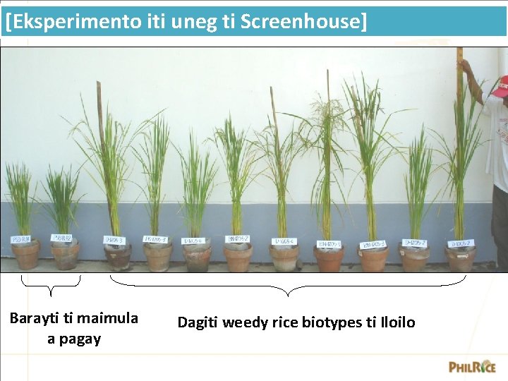 [Eksperimento iti uneg ti Screenhouse] Barayti ti maimula a pagay Dagiti weedy rice biotypes