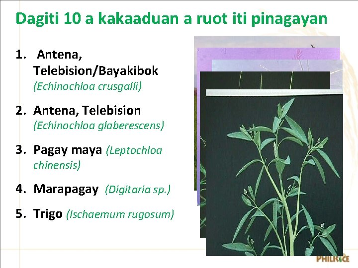Dagiti 10 a kakaaduan a ruot iti pinagayan 1. Antena, Telebision/Bayakibok (Echinochloa crusgalli) 2. Dagiti 10 a kakaaduan a ruot iti pinagayan 1. Antena, Telebision/Bayakibok (Echinochloa crusgalli) 2.