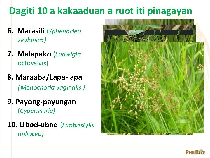Dagiti 10 a kakaaduan a ruot iti pinagayan 6. Marasili (Sphenoclea zeylanica) 7. Malapako Dagiti 10 a kakaaduan a ruot iti pinagayan 6. Marasili (Sphenoclea zeylanica) 7. Malapako