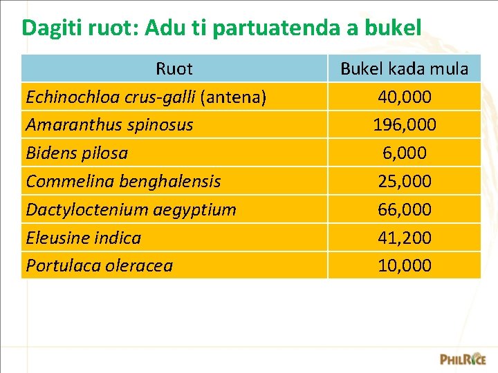 Dagiti ruot: Adu ti partuatenda a bukel Ruot Echinochloa crus-galli (antena) Amaranthus spinosus Bidens Dagiti ruot: Adu ti partuatenda a bukel Ruot Echinochloa crus-galli (antena) Amaranthus spinosus Bidens