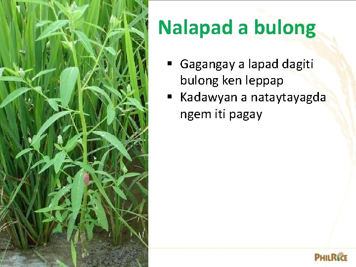 Nalapad a bulong § Gagangay a lapad dagiti bulong ken leppap § Kadawyan a Nalapad a bulong § Gagangay a lapad dagiti bulong ken leppap § Kadawyan a