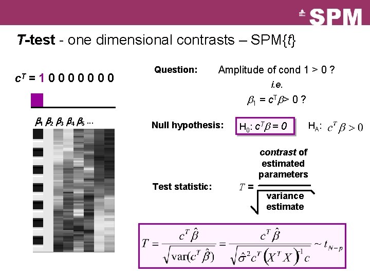 T-test - one dimensional contrasts – SPM{t} c. T =10000000 Question: Amplitude of cond T-test - one dimensional contrasts – SPM{t} c. T =10000000 Question: Amplitude of cond