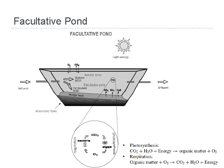 Facultative Pond 