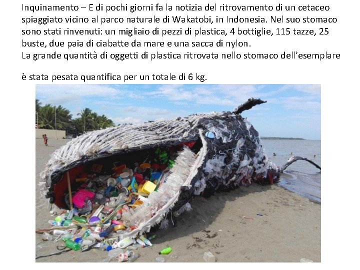 Inquinamento – E di pochi giorni fa la notizia del ritrovamento di un cetaceo