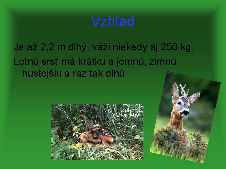 Vzhľad Je až 2, 2 m dlhý, váži niekedy aj 250 kg. Letnú srsť