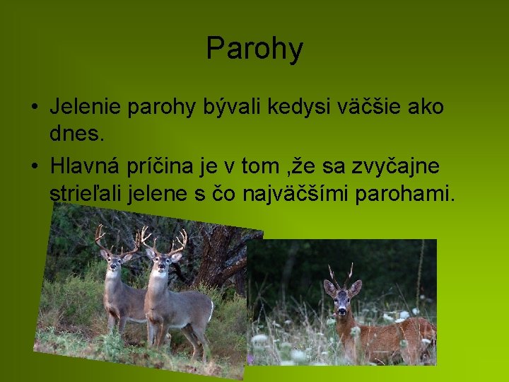 Parohy • Jelenie parohy bývali kedysi väčšie ako dnes. • Hlavná príčina je v