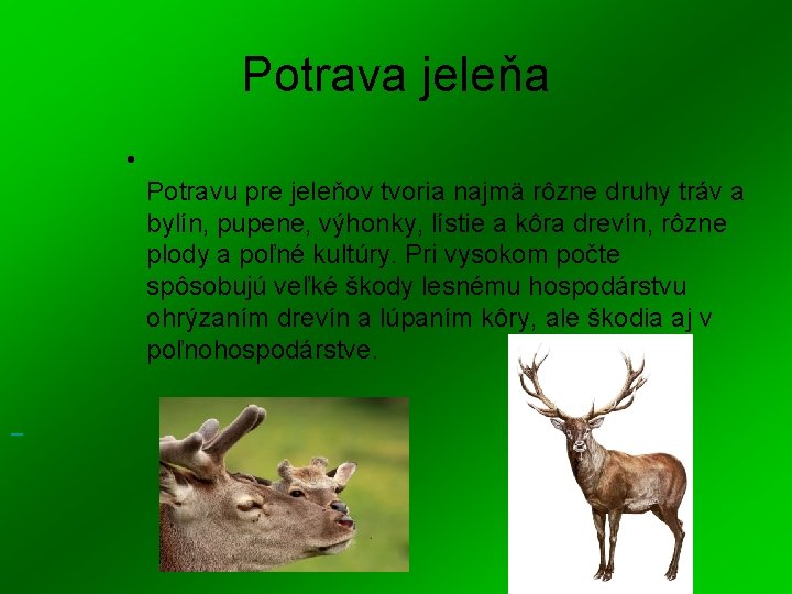 Potrava jeleňa • Potravu pre jeleňov tvoria najmä rôzne druhy tráv a bylín, pupene,