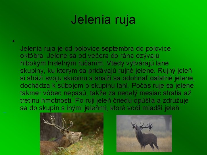 Jelenia ruja • Jelenia ruja je od polovice septembra do polovice októbra. Jelene sa