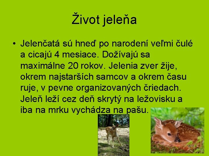 Život jeleňa • Jelenčatá sú hneď po narodení veľmi čulé a cicajú 4 mesiace.