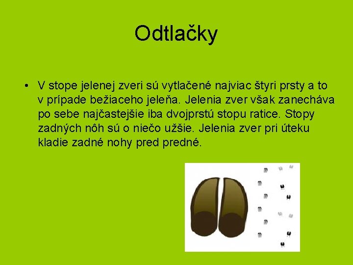 Odtlačky • V stope jelenej zveri sú vytlačené najviac štyri prsty a to v