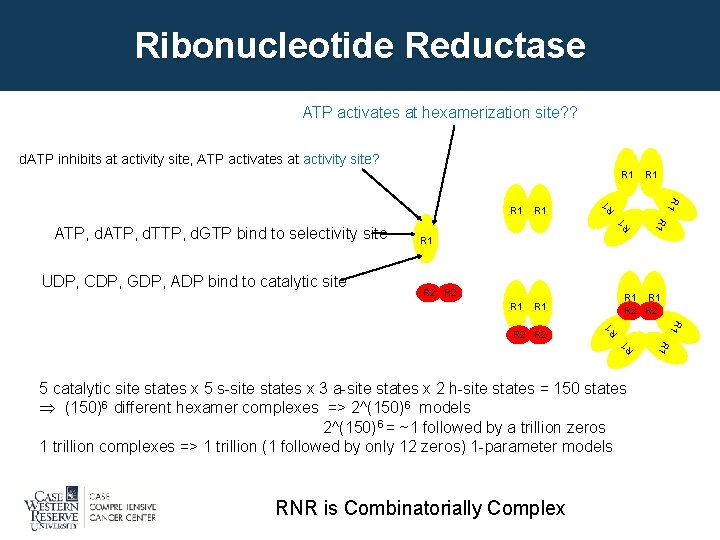 Ribonucleotide Reductase ATP activates at hexamerization site? ? d. ATP inhibits at activity site,
