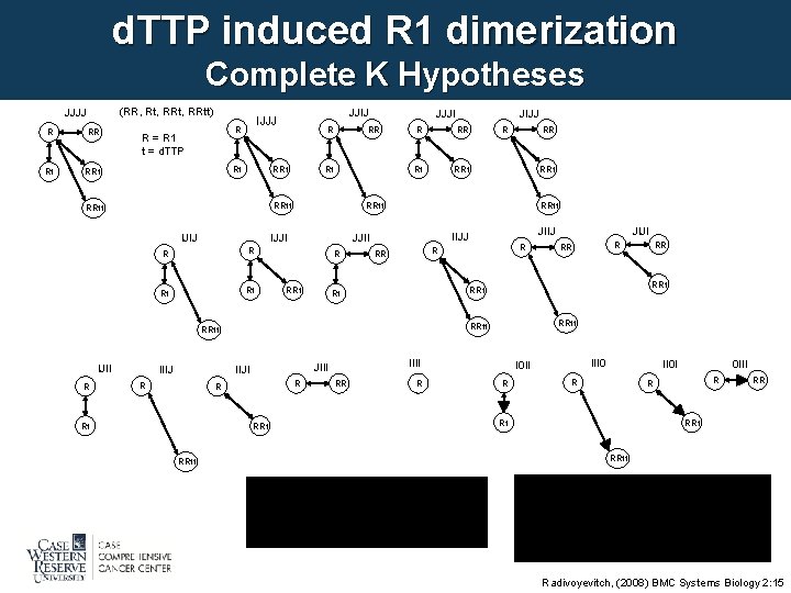 d. TTP induced R 1 dimerization Complete K Hypotheses (RR, Rt, RRtt) JJJJ R