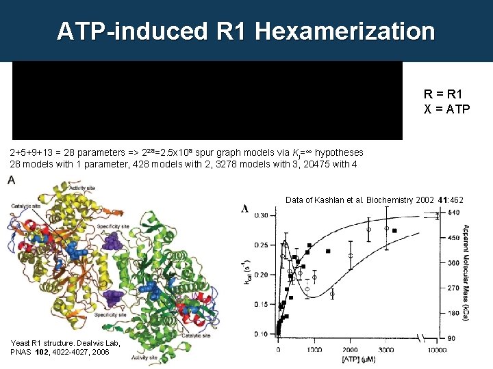 ATP-induced R 1 Hexamerization R = R 1 X = ATP 2+5+9+13 = 28