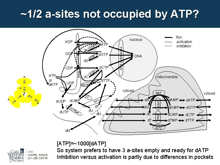 ~1/2 a-sites not occupied by ATP? ADP K d. C d. GTP d. CTP