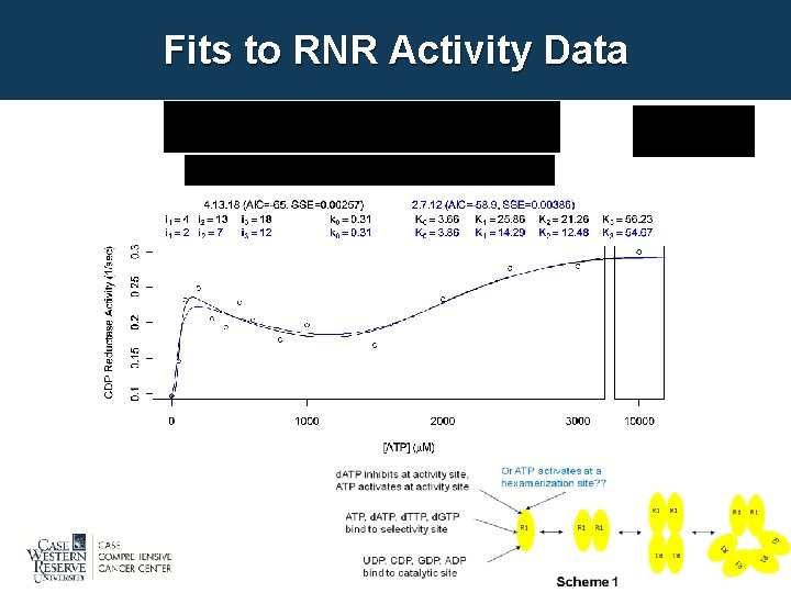 Fits to RNR Activity Data 