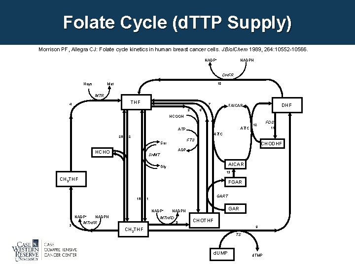 Folate Cycle (d. TTP Supply) Morrison PF, Allegra CJ: Folate cycle kinetics in human