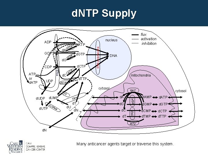 d. NTP Supply nucleus ADP K d. C d. GTP d. CTP RNR CDP
