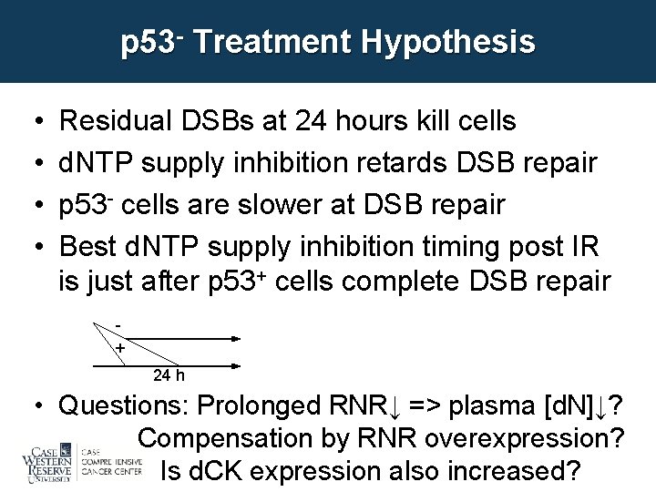 p 53 - Treatment Hypothesis • • Residual DSBs at 24 hours kill cells