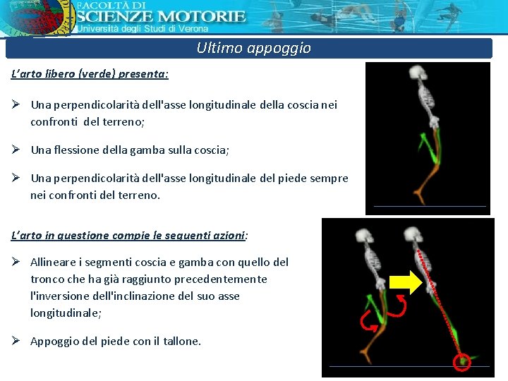 Ultimo appoggio L’arto libero (verde) presenta: Ø Una perpendicolarità dell'asse longitudinale della coscia nei Ultimo appoggio L’arto libero (verde) presenta: Ø Una perpendicolarità dell'asse longitudinale della coscia nei