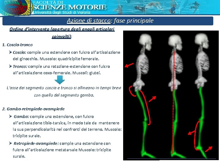 Azione di stacco: fase principale Ordine d’intervento (apertura degli angoli articolari coinvolti): 1. Coscia-tronco Azione di stacco: fase principale Ordine d’intervento (apertura degli angoli articolari coinvolti): 1. Coscia-tronco