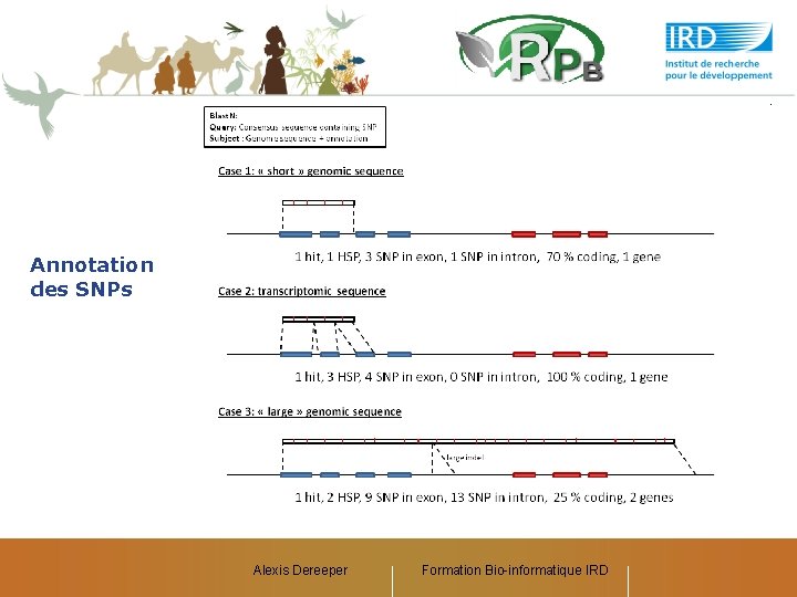 Annotation des SNPs Alexis Dereeper Formation Bio-informatique IRD 