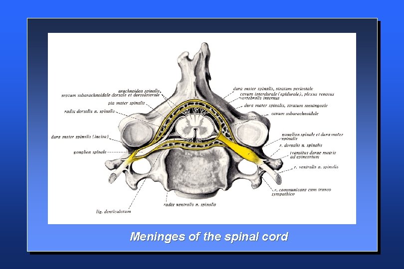 Meninges of the spinal cord 