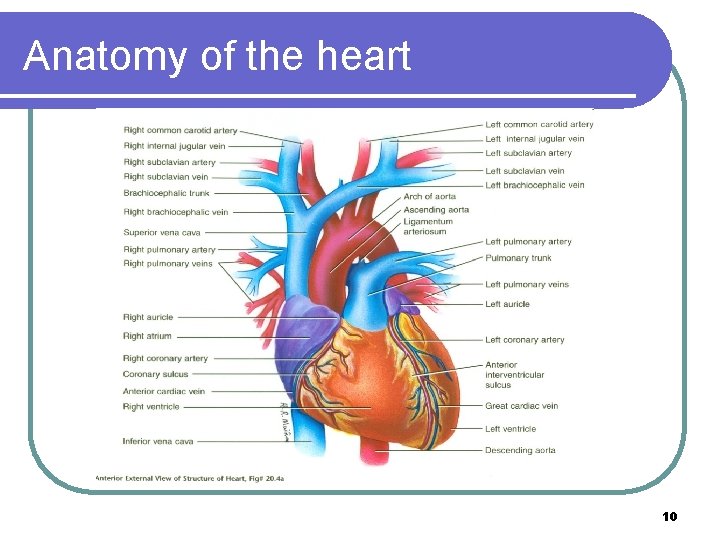 Anatomy of the heart 10 