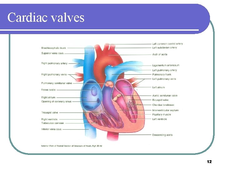 Cardiac valves 12 