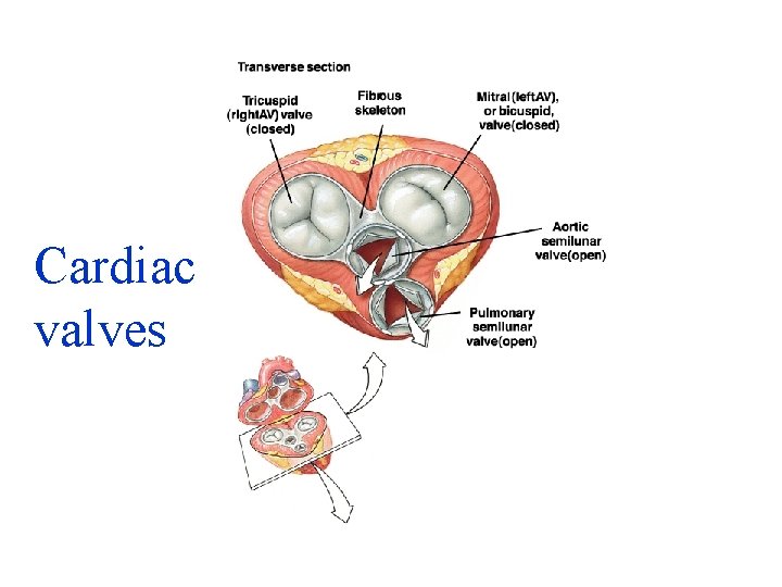 Cardiac valves 