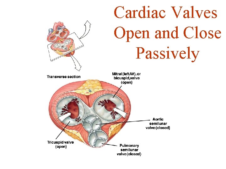 Cardiac Valves Open and Close Passively 