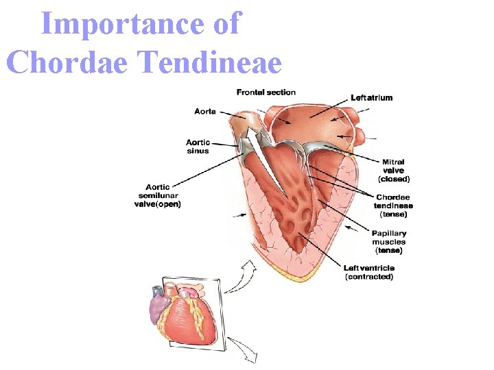 Importance of Chordae Tendineae 