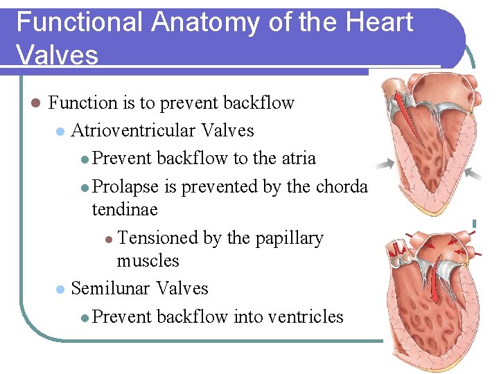 Functional Anatomy of the Heart Valves l Function is to prevent backflow l Atrioventricular