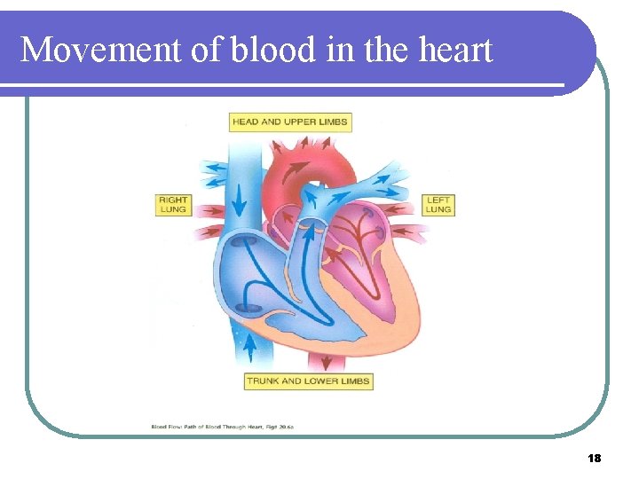 Movement of blood in the heart 18 