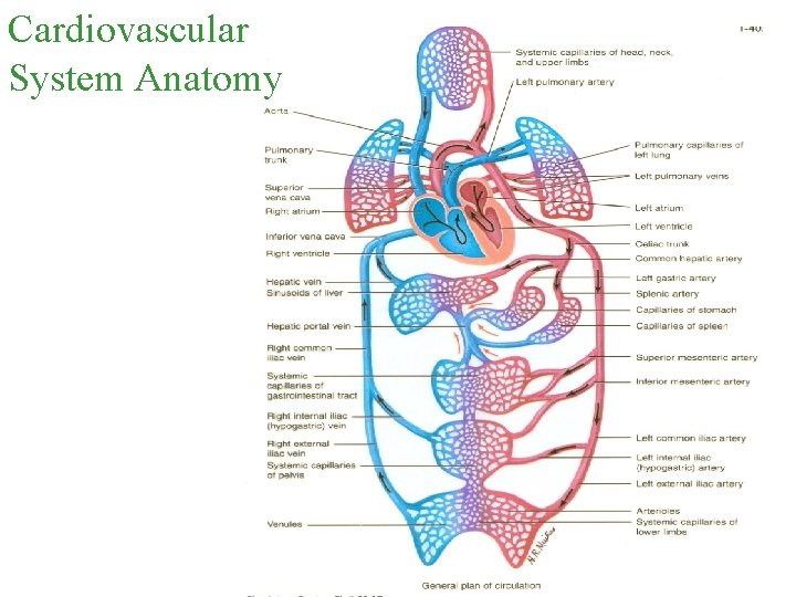 Cardiovascular System Anatomy 