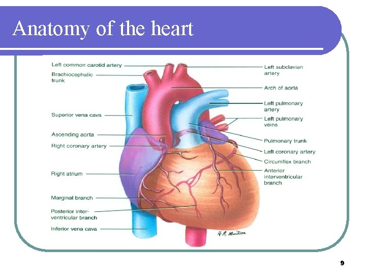 Anatomy of the heart 9 