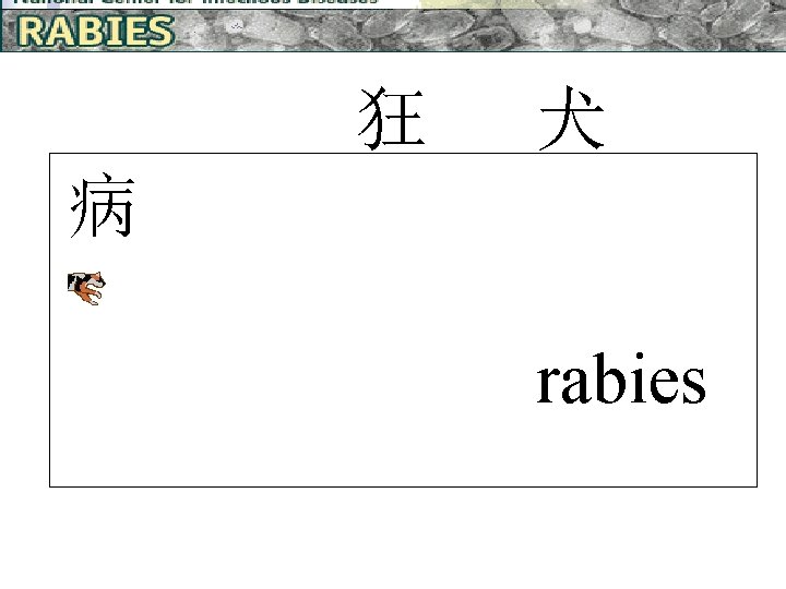 狂 犬 病 rabies 