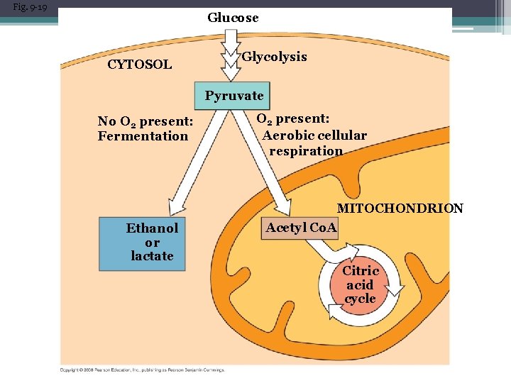 Fig. 9 -19 Glucose CYTOSOL Glycolysis Pyruvate No O 2 present: Fermentation O 2