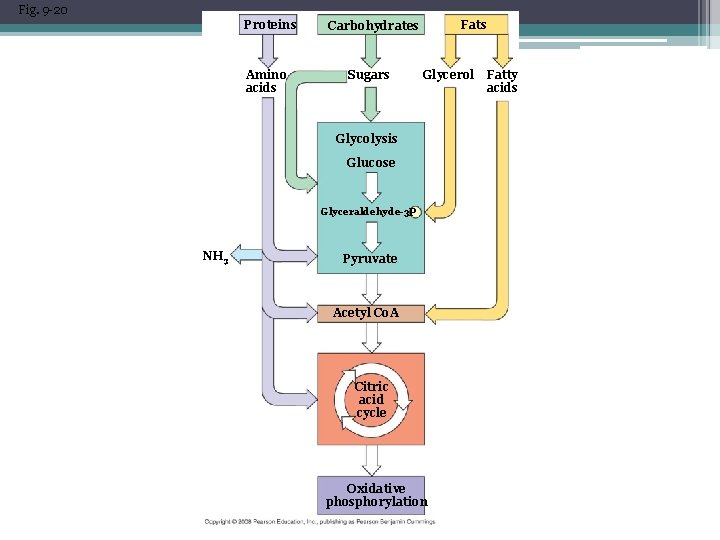 Fig. 9 -20 Proteins Amino acids Fats Carbohydrates Sugars Glycerol Glycolysis Glucose Glyceraldehyde-3 -P