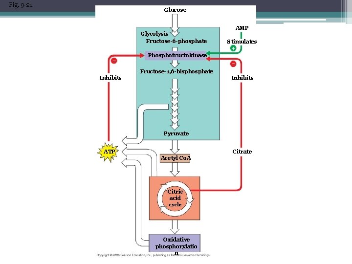 Fig. 9 -21 Glucose Glycolysis Fructose-6 -phosphate – AMP Stimulates + Phosphofructokinase – Fructose-1,